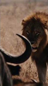 WILD KALAHARI | Predators at War - The Hidden Code of the Kalahari #kalahari #wildlife