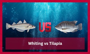 Whiting vs Tilapia Comparison (All The Important Differences) - FuncFish