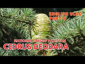 Deodar - The National Tree of Pakistan | Cedrus Deodara | Himalayan Deodar | English Vlog Part-8 |