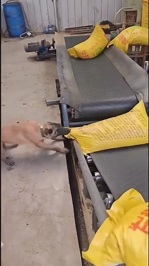 Dog Helps Unload Conveyor Belt.