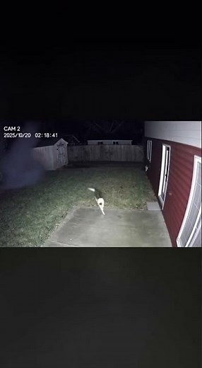 CCTV Captures a Dog Saving Puppies From a Burning Shed 🔥🐶 | Real Hero Moment