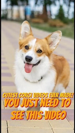 Cutest Corgi Videos Ever Made! 🐶🧡