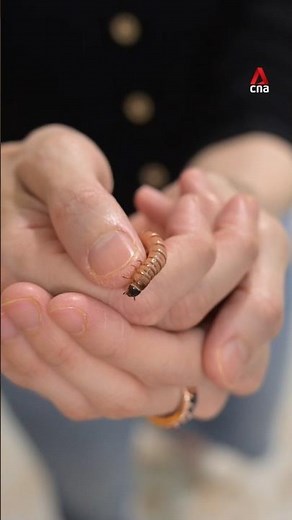 Exploring an insect farm in Singapore