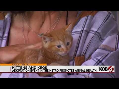Kittens and Kegs helps get cats into new homes as kitten season spikes