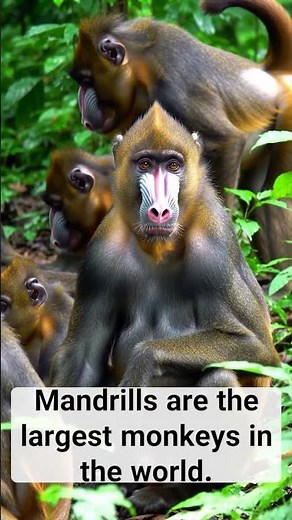 Did You Know Mandrills Are the Largest Monkeys in the World? 🦧🌍
