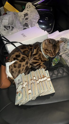 Legendary Bengal Cat Behavior and Personality Insights