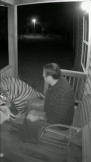 Terrifving Tiger Attack Caught on CCTV -Watch the Shocking Moment!#wildlife
