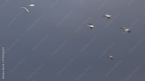 Gulls flying over farm landscape hovering in the sky birds in the air fly overhead England UK 4K