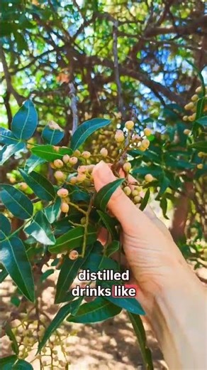 Finding a Terebinth Tree!