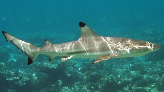 Why tourists always fear this small shark