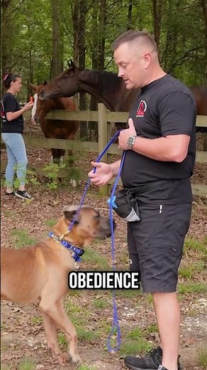 How To Introduce a Dog to Horses