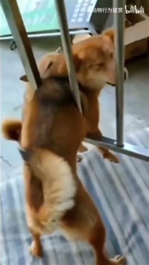 Epic Dog Fail This Mistake is Too Funny to Miss #Shorts