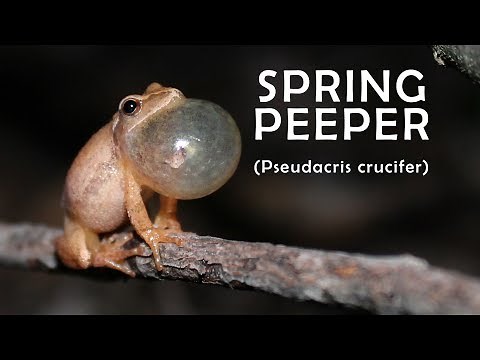 spring peeper mating call - HD