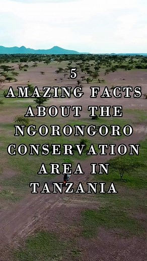 5 Facts About Ngorongoro Conservation in Tanzania #tanzania #ngorongoro #ngorongorocrater #wildlife #safari #tanzaniasafari