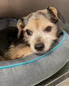 Boomie, welcome to Tiny Paws Rescue. You are safe with us now! Boomie was pulled from ACCT Philly last week. He is feeling a little under the weather with an upper respiratory infection. We are keeping him separate from the other resident dogs until his health improves. Boomie is receiving lots of love and affection from his foster family. Once his quarantine is up, he will be neutered and then will be put up for adoption. Please wait until we post him before submitting an adoption application. 