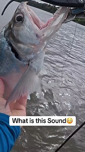 4.7K views · 21 reactions | Fish Makes the Weirdest Sound-Wait for It  | Hood Fishing Entertainment | Facebook