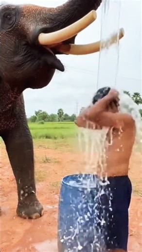 Who needs a shower head when you have THIS? 🐘🚿
