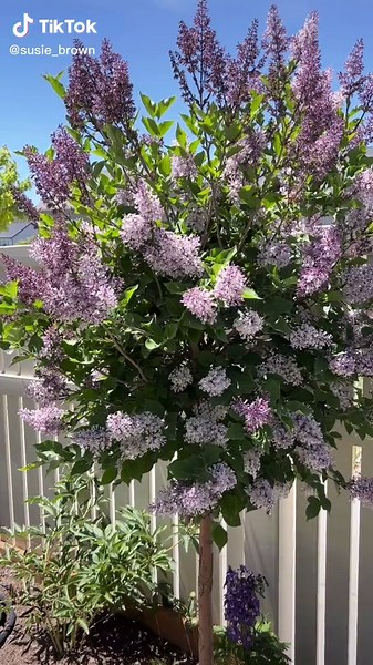 Beautiful Miss Kim Lilac Trees in My Backyard