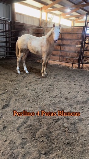 Perlino: La Belleza de los Caballos AQHA