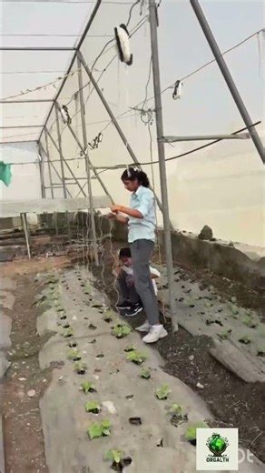 🥒 "Staking makes harvesting easy! | Staking se harvesting aasaan hoti hai!" #AgriTech #KisanTips