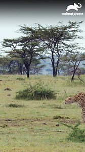 891K views · 20K reactions | Una gata sin vista ni oído que vuelve a confiar ❤️ Una historia de amor, paciencia y segundas oportunidades #MiGatoEndemoniado Disfruta el contenido de Discovery en #HBOMax Suscríbete ahora: https://bit.ly/MAX-AnimalPlanetLa | Animal Planet Latinoamérica | Facebook