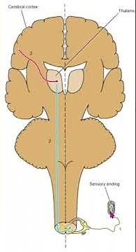 Simplified Sensory Pathways: Ascending Tracts Explained with Diagrams