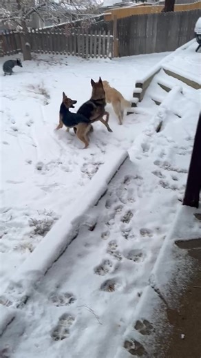 4.3K views · 75 reactions | Do you all remember Hedi and Surge, the...