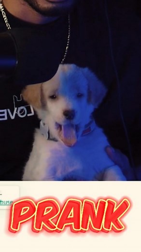 Lu bisa bahasa bang?🤯Ada yg dog lovers?🤣 #fyp #foryou #prank #trendingreels #viralreels #papua | Julian Kambu