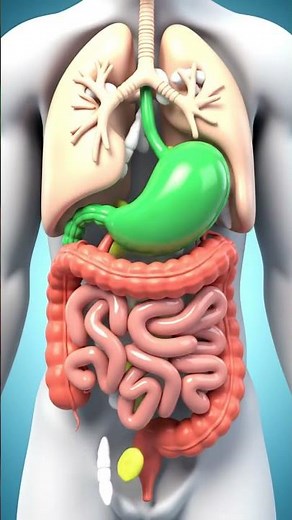 Shocking Facts About Parasitic Worms Inside Human Digestive System | Explained 3D Animation