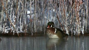 40K views · 39 shares | Which duck is the best one to draw? We asked the artists from The Million Dollar Duck! | Animal Planet | Facebook