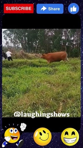 funny cow Shorts videos #shorts #shortsvideo