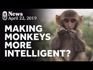Nerdfighteria Wiki - Human Genes in Monkeys? We Don’t Love It.
