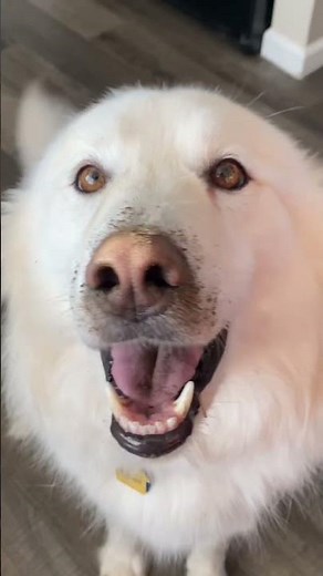 This video could save your dogs life! Blastomycosis in pets - what you need to know. #emzotic