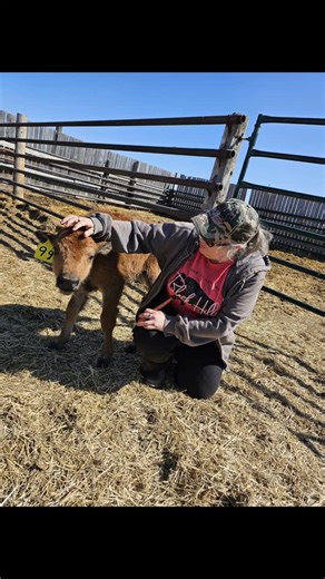 Sharing old stories about why I would never bottle feed a bison #supportlocal #bigdbison #canadianbison #bison | Big D Bison