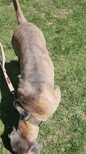 Funny big dog entertains little dog. #shorts