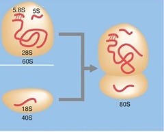 Multiple Choice Questions on Ribosomes