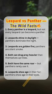 31K views · 162 reactions |  Leopard vs Panther — Surprising Differences People Don’t Know #LeopardVsPanther #AnimalFacts #WildlifeScience #PantherFacts #LeopardFacts | Gravetics | Facebook