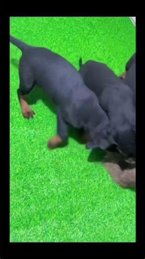 Rottweiler: The Most Powerful Dog (Documentary)