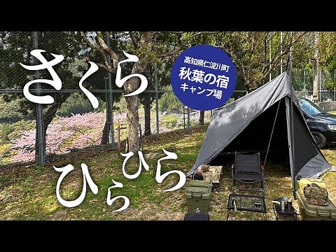 【高知県のキャンプ場】3000本の桜が咲き誇るダムの公園キャンプ場で、さくらと花粉と黄砂にまみれた絶景お花見キャンプ！【秋葉の宿キャンプ場】【ダイヤフォートTC】