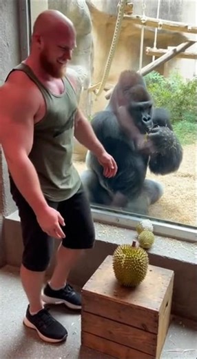 Gorilla VS Human #human #gorila #funny #humanvsanimal #animals