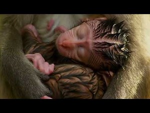 Rhesus Macaque Attacked by a Predator | Harsh Reality of Wildlife Survival