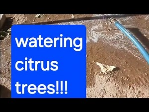 how to water citrus trees in clay soil, slow deep and non frequent watering, in phoenix arizona