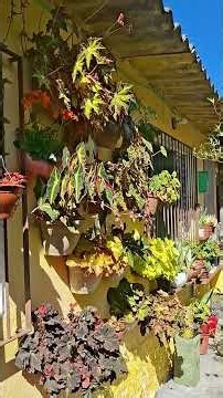 how much sun do my begonias need