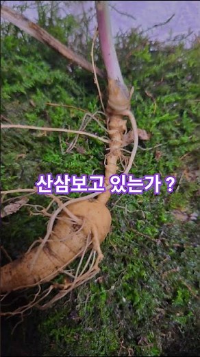 5시간 전에 본산삼을 올리고 있어 !?#산삼산행 #산삼 #백두대간 #심마니 #천종산삼 #종급산삼 #행복 #힐링