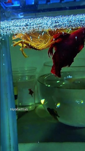 ​"Nature is amazing! Watch this dedicated male betta fish guard his bubble #bettafish