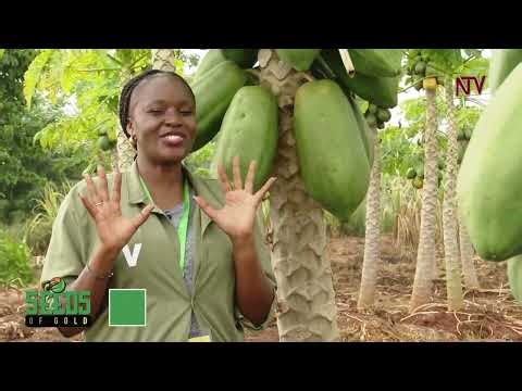 Mastering fruit orchard care and making profits from it | SEEDS OF GOLD