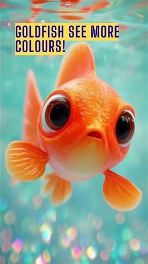 Amazing goldfish fact! Goldfish can see more colours! #kidslearning #animalfactsforkids #kidsvideo