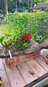 Mini Cattleyas em Arranjos: Beleza, Delicadeza e Impacto em Pequenos Espaços Quando falamos de orquídeas impactantes, muitos pensam nas grandes Cattleyas em flor. Mas será que o tamanho realmente importa no mundo das orquídeas? Se você ainda não conhece o poder visual dos arranjos de Mini Cattleyas, está perdendo uma tendência encantadora que une delicadeza e sofisticação em qualquer canto da sua casa. Ao contrário do que muitos pensam, as Mini Cattleyas não são versões “limitadas” das grandes —