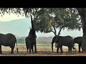 Wild elephant standing and walking on hind legs