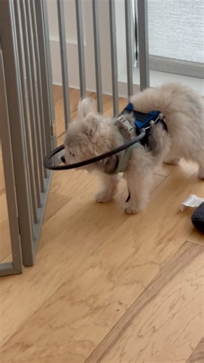 2.8M views · 48K reactions | He is navigating a bit better with the halo on but he’s so small, wish it fits him a bit better! #fblifestyle #dog #animallover #pets #blind #rescuedog #cute #dogs #halo #animals #dogmomlife | Softboiikidus | Facebook